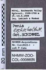 Etiketten zu Penia eschscholtzi (NHMW-ZOO-COL-0008694)